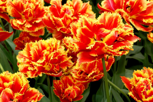 435464 (a): :2400x1600